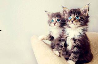 娱乐吃瓜酱小猫咪被吓,揭秘幕后真相